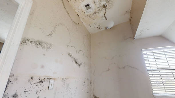 Mold Odor Removal Services in Florida, NY