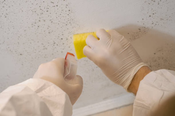 Trusted Florida, NY Mold Removal Experts